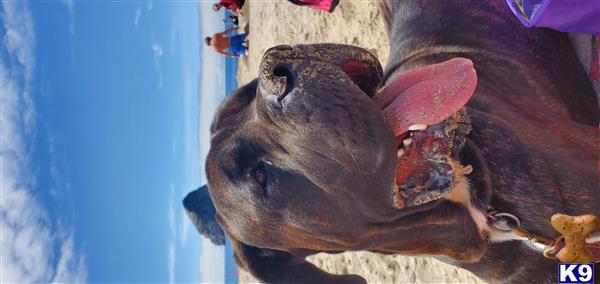 MartinosMastiffs Picture 3
